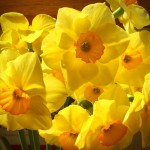 daffodils