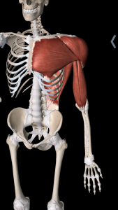 Smiling skeleton with shoulder muscles