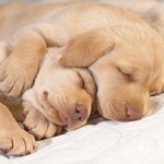 sleep